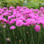 Armeria 'Pretty Petite' 2L