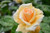 Rose 'Effervescence' - Climber 6L