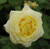Rose 'Diamonds Forever' 4.7L