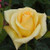 Rose 'Glorious' 4.7L