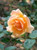 Rose 'Just Joey' 4.7L
