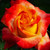 Rose 'Renegade' 4.7L
