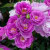 Rose 'Blue September' 4.7L