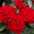 Rose 'My Best Mate' 4.7L