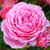 Rose 'My Grandma' 4.7L