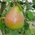 Pear 'Beurre Hardy' PB18