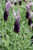 Lavender stoechus 'Myrleigh' 1.5L Lavender stoechus 'Myrleigh' 1.5L