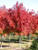 Acer rubrum 'Brandy Wine' PB18