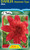 Dahlia Anemone 'Jive'