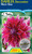 Dahlia Decorative 'Mero Star'