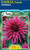 Dahlia Fubuki 'Ambition'