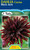 Dahlia Cactus 'Black Jack'