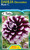 Dahlia Decorative 'Ryan C'