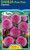 Dahlia Pom Pom 'Lipoma'