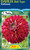 Dahlia Ball Type 'Embassy'