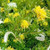 Grevillea 'Eureka' 2.5L (101088) 2.5L