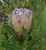 Protea lepidocarpodendron 'Gre 3.3L (101106) 3.3L Protea lepidocarpodendron 'Gre 3.3L (101106) 3.3L
