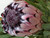 Protea neriifolia 'Ruby' 2.5L
