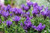 Lavender 'The Prince' 1.5L Lavender 'The Prince' 1.5L