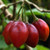 Tamarillo 'Lairds Large' 1.9L