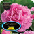 Peony 'Jacorma' 6L