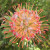 Leucospermum 'Disco' 1.5L