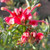Grevillea 'Hot Shots' 2.5L