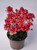 Nemesia 'Coral Kiss' 14cm