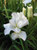 Iris kaempferi 'Snow Queen' 2.5L