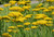 Achillea 'Coronation Gold' 1.5L