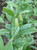 Disporum sessile 'Variegatum' 1.5L