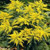 Solidago canadensis 'Cloth of  1.5L