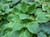 Hosta 'Days End' 2.5L
