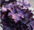 Heuchera 'Mulberry' 2L