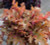 Heuchera 'Orangeberry' 2L
