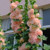 Hollyhock 'Peaches & Dreams' 14cm