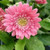 Gerbera garvinea 'Sweet Maggie 1.5L