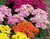 Kalanchoe Assorted 12cm (102075) 12cm