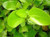 Griselinia lucida PB12 (71769) 6L