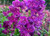 Penstemon 'Boysenberry Taffy' 1.5L