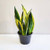 Sansevieria 'Flame' 14cm