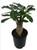 Adenium 'Desert Rose' 14cm