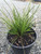 Lomandra 'Little Tuffy' 1.5L