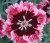 Dianthus 'Cherryburst' 14cm