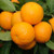 Citrus 'Tangelo Seminole' 4.7L (102844) 4.7L