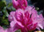 Rhododendron 'Centennial Day' 8L (102967) 8L