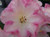 Rhododendron 'Irene Bain' 8L (102981) 8L