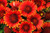 Gaillardia 'Gusto Paprika' 1.5L
