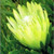 Protea Repens 'Alba' 3.5L