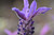 Lavender stoechus 'Purple Pixi 1.5L
